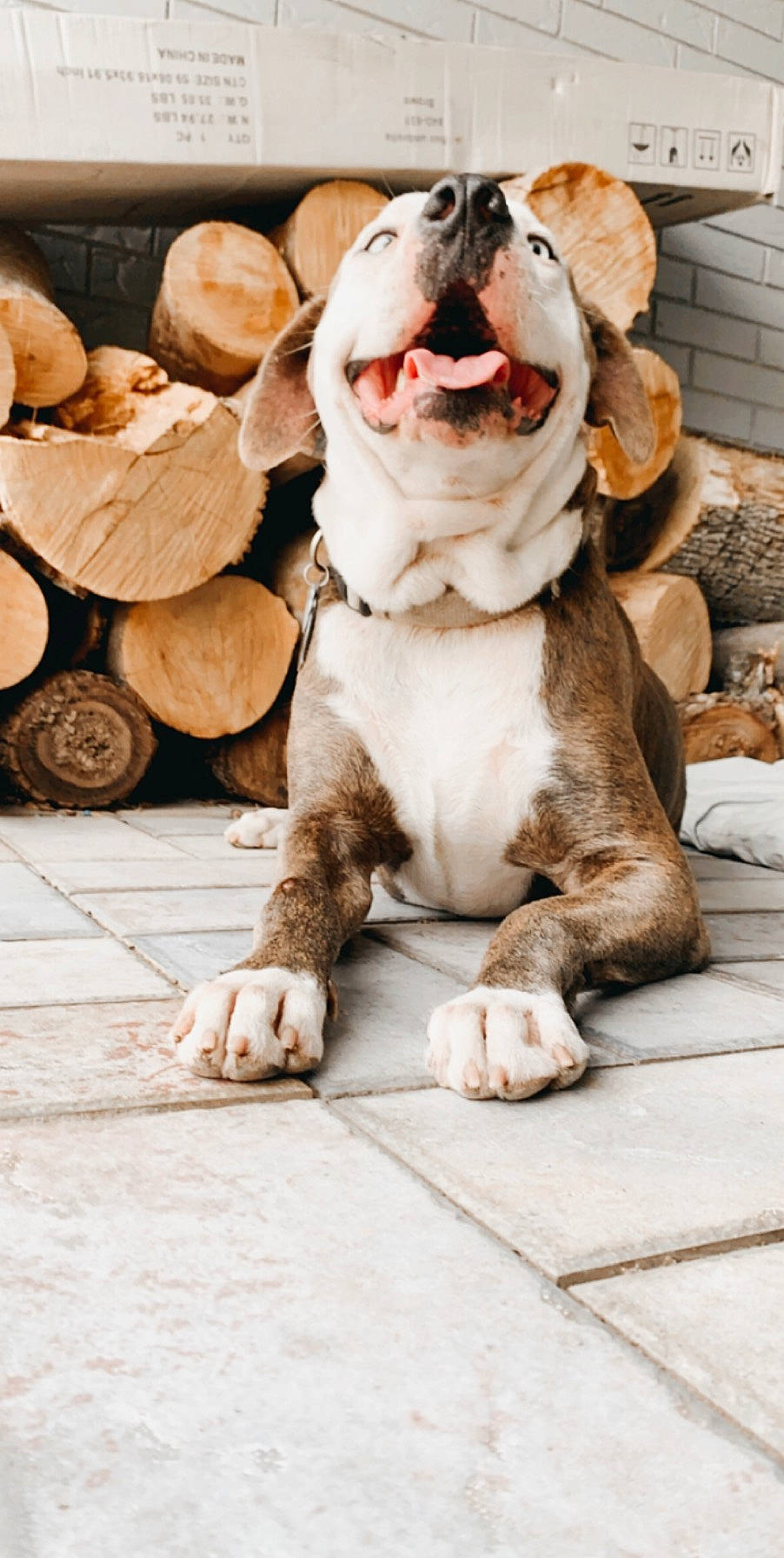 Simon joined the competition — help win amazing prizes! american_bulldog, american_staffordshire_terrier, ancient_dog_breeds, australian_bulldog, bulldog, canidae, carnivore, companion_dog, dog, dog_breed, fawn, mammal, non_sporting_group, old_english_bulldog, olde_english_bulldogge, pit_bull, puppy, renascence_bulldogge, snout, toy_bulldog