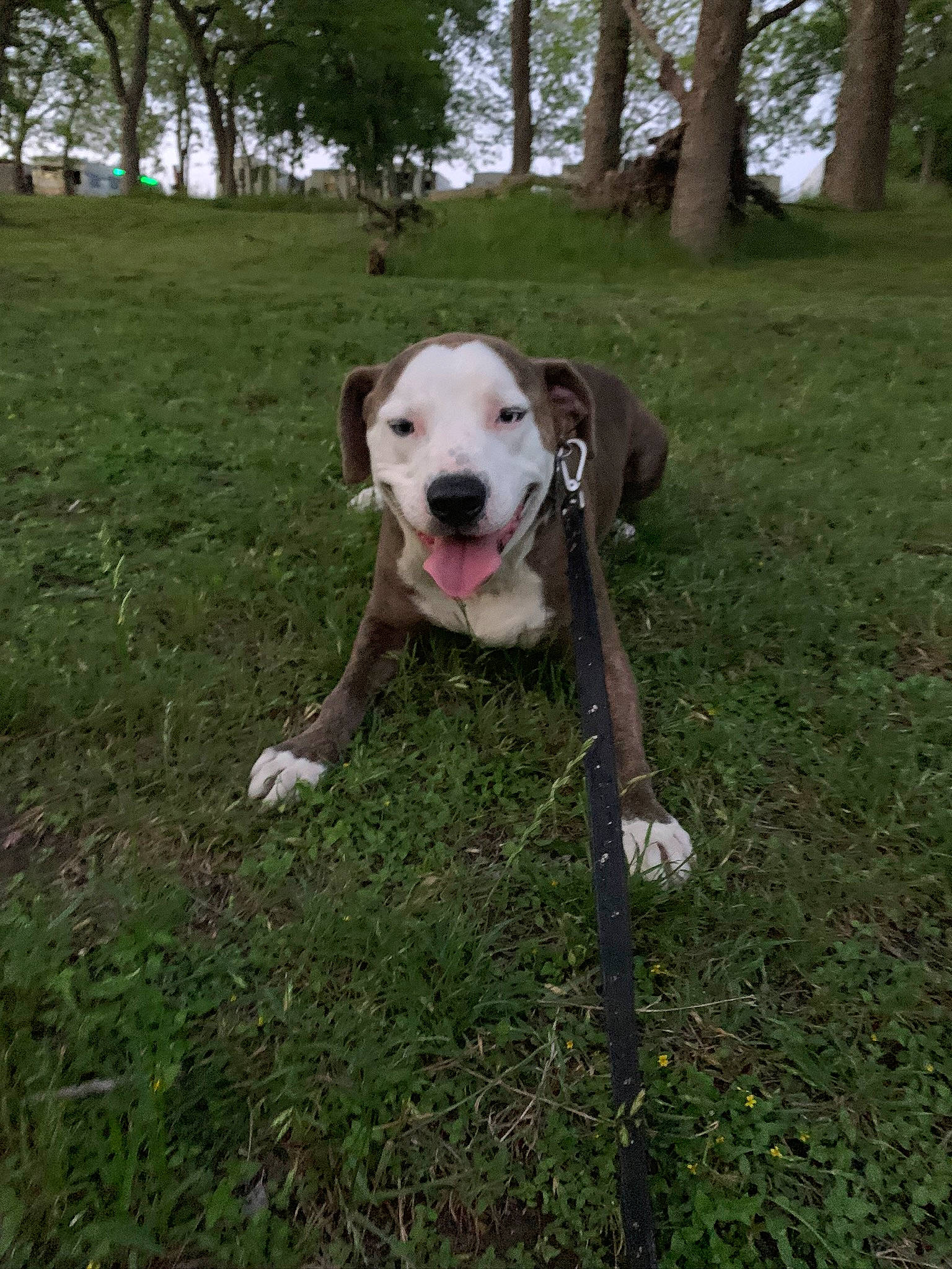 Simon joined the competition — help win amazing prizes! american_bulldog, american_pit_bull_terrier, bully_kutta, canidae, carnivore, catahoula_bulldog, companion_dog, dog, dog_breed, dogo_argentino, dogo_guatemalteco, fawn, grass, mammal, non_sporting_group, pit_bull, snout, sporting_group, vertebrate