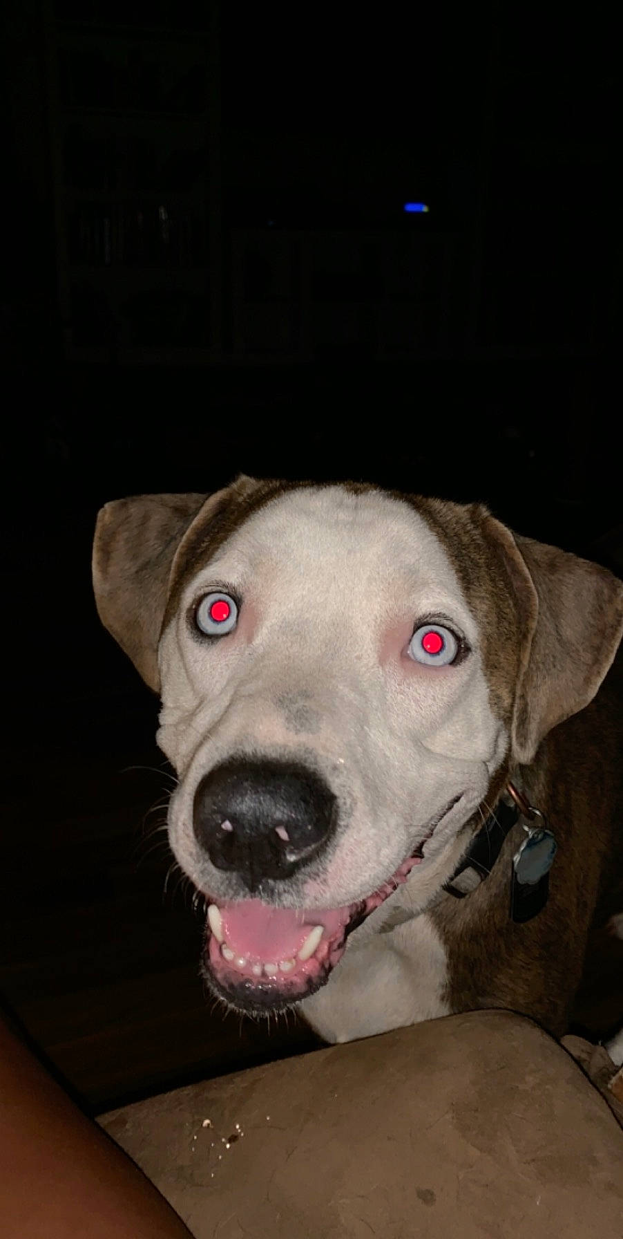 Simon is registered to the contest to win money with this photo: american_pit_bull_terrier, canidae, carnivore, dog, dog_breed, dog_collar, ear, fawn, jaw, mammal, non_sporting_group, nose, pit_bull, rare_breed_dog, snout, sporting_group, vertebrate, whiskers