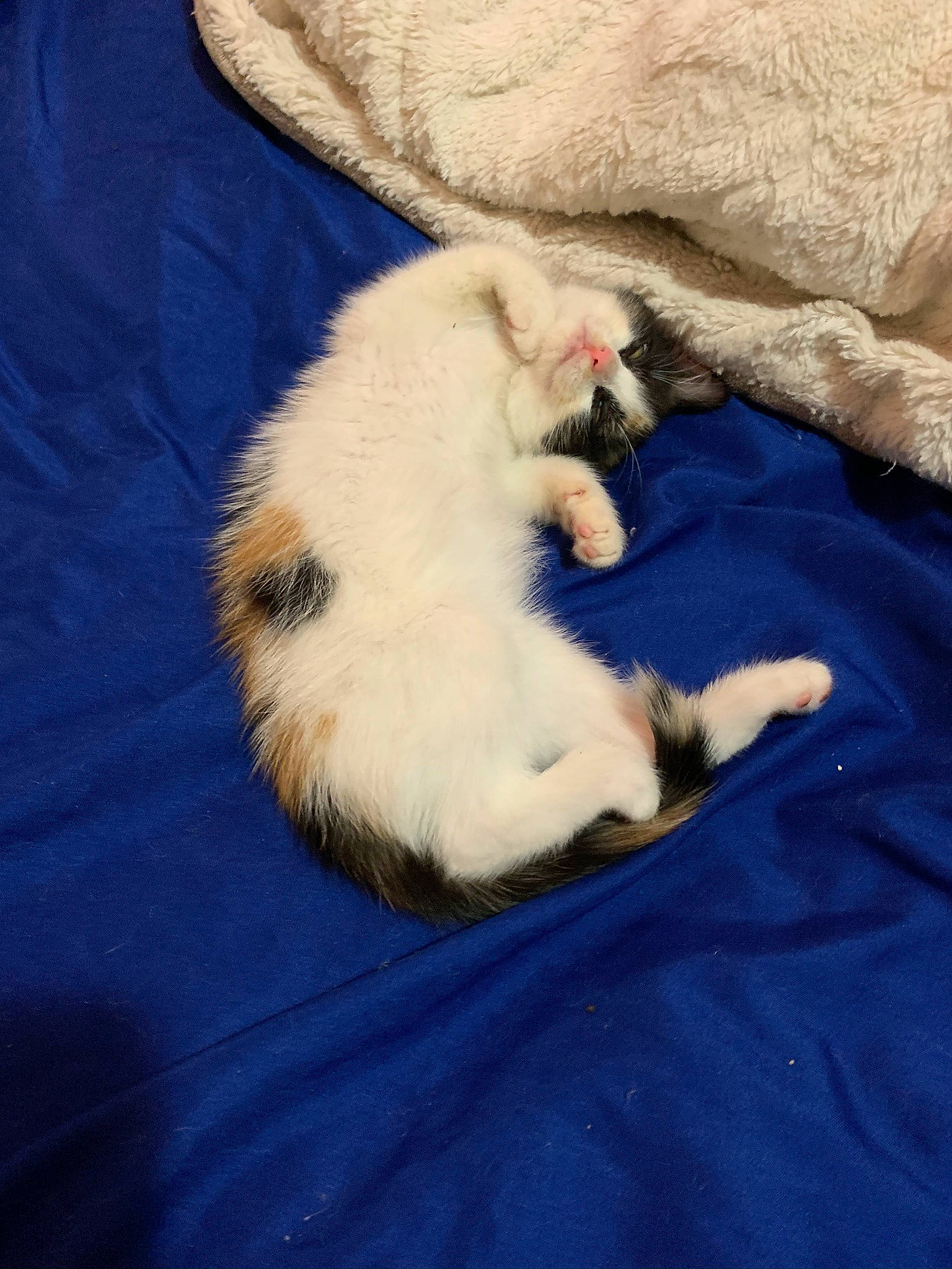 Pfeiffer joined the competition — help win amazing prizes! canidae, carnivore, cat, claw, dog_breed, fawn, felidae, fur, kitten, nap, paw, puppy, sleep, small_to_medium_sized_cats, tail