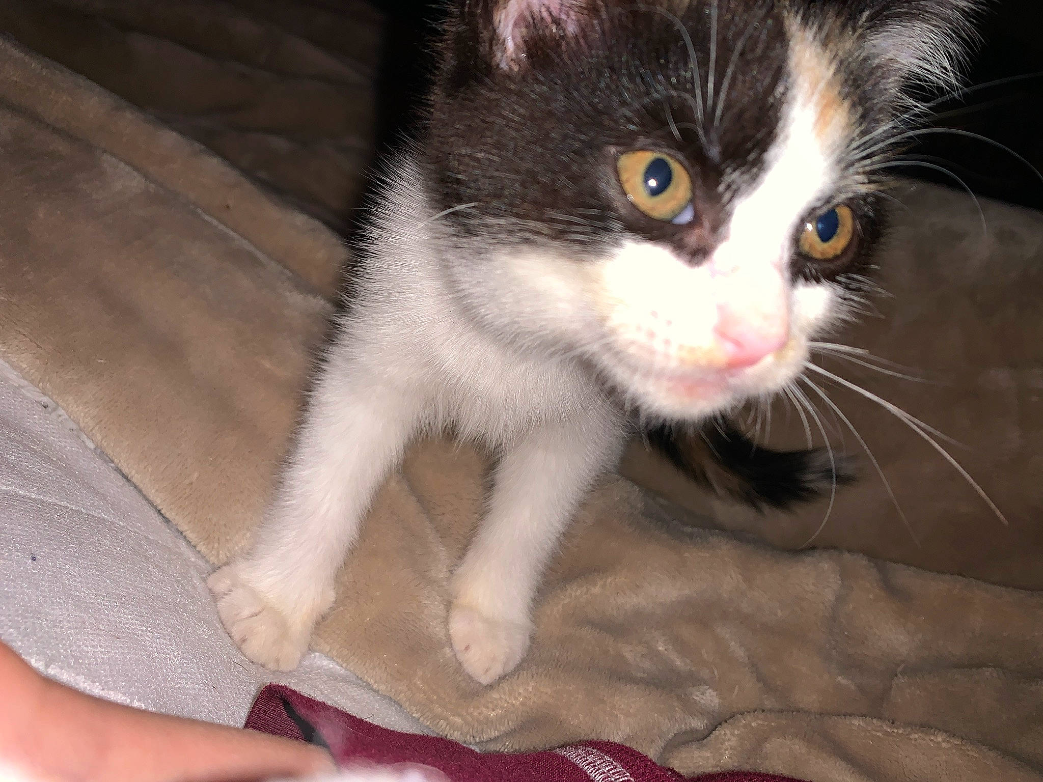 Pfeiffer is registered to the contest to win money with this photo: aegean_cat, american_wirehair, carnivore, cat, claw, domestic_short_haired_cat, european_shorthair, eye, felidae, iris, kitten, mammal, nose, ojos_azules, paw, polydactyl_cat, skin, small_to_medium_sized_cats, snout, whiskers