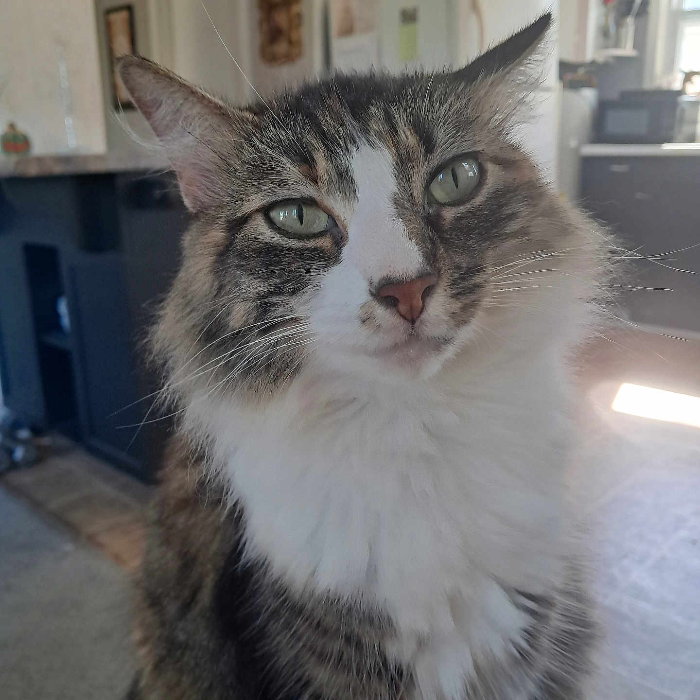 Furball