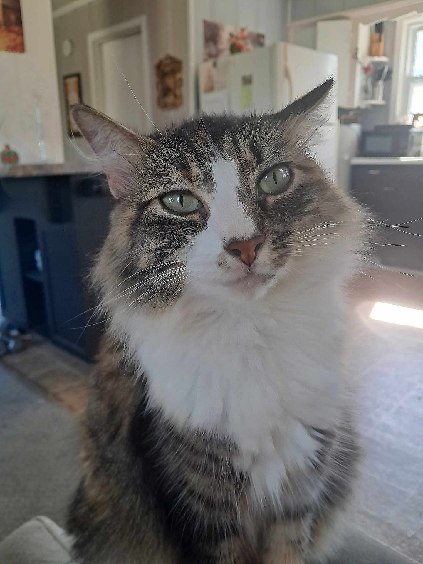 Furball joined the competition — help win amazing prizes! cat, tabby, fluffy, indoor, pet, animal, closeup, face, whiskers, green_eyes, feline, fur, domestic_cat, cute, portrait, household, cozy, curious, mammal, companion