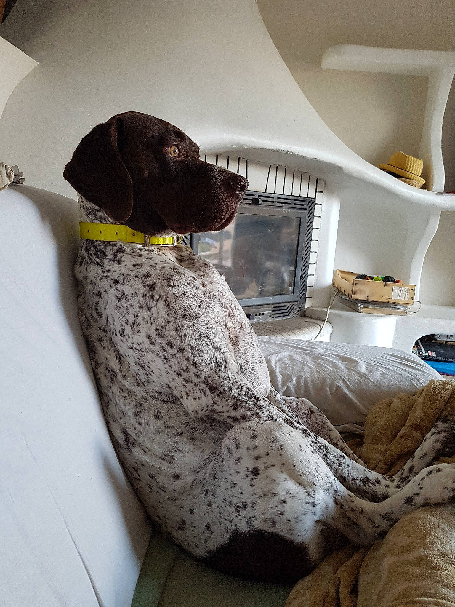 Magnum a rejoint le concours — aidez-le/la à gagner de superbes lots ! bedroom, braque_dauvergne, braque_du_bourbonnais, braque_francais, canidae, carnivore, dog, dog_breed, fur, furniture, german_shorthaired_pointer, hunting_dog, linens, old_danish_pointer, pachon_navarro, pillow, pointer, pointing_breed, room, sporting_group