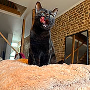 Milo participe au concours pour gagner de l'argent avec cette photo : animal, black_cat, brick_wall, cat, cozy, cute, domestic_animal, feline, fluffy_blanket, fur, house, indoor, licking, mirror, pet, playful, resting, stairs, tongue_out, wooden