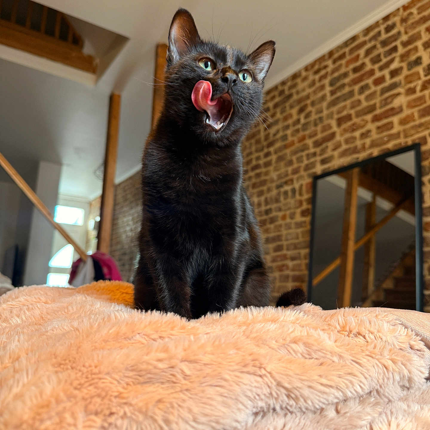 Milo participe au concours pour gagner de l'argent avec cette photo : animal, black_cat, brick_wall, cat, cozy, cute, domestic_animal, feline, fluffy_blanket, fur, house, indoor, licking, mirror, pet, playful, resting, stairs, tongue_out, wooden