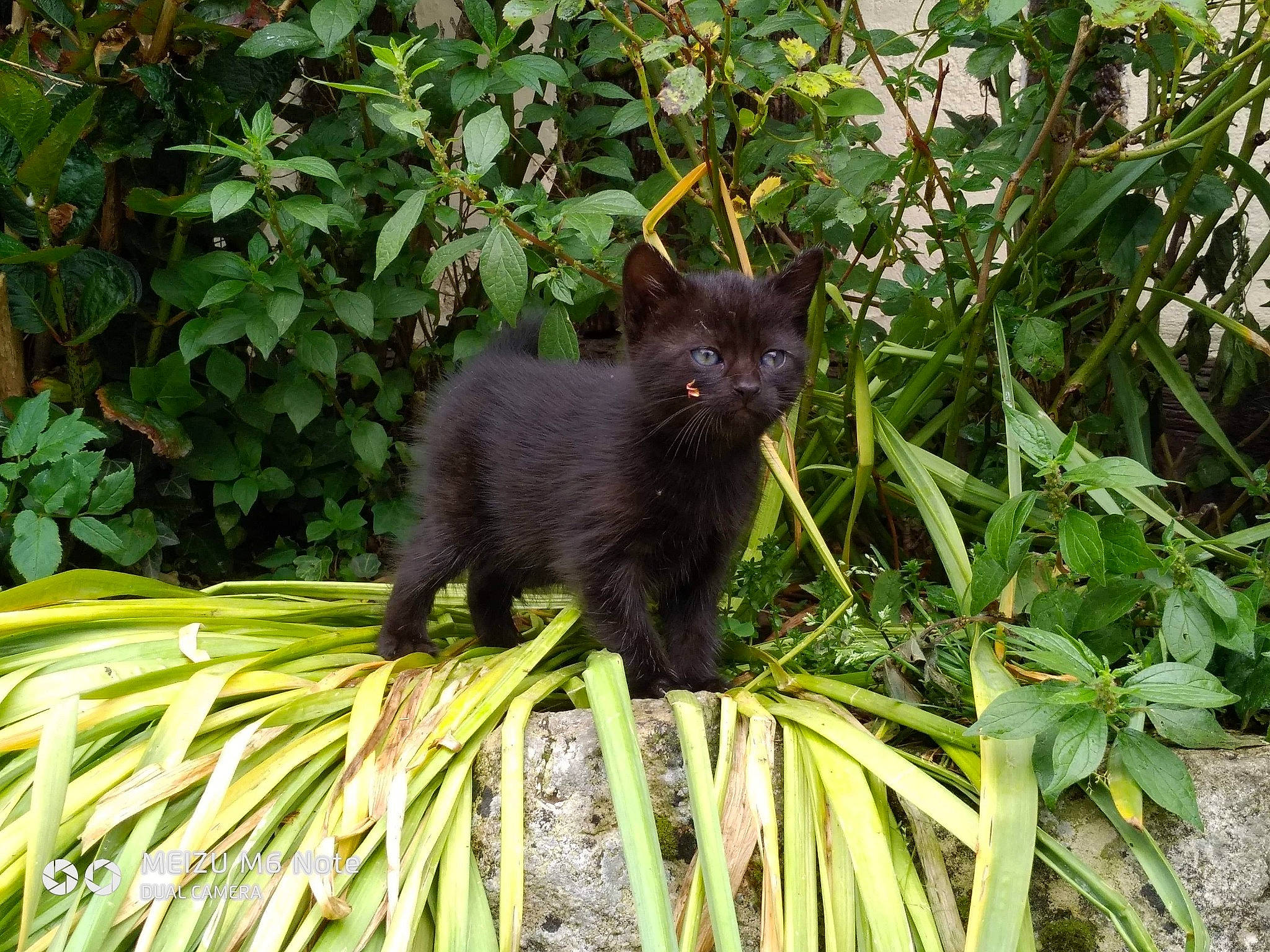 Rune a rejoint le concours — aidez-le/la à gagner de superbes lots ! black_cat, bombay, carnivore, cat, domestic_short_haired_cat, felidae, mammal, nebelung, plant, small_to_medium_sized_cats, vertebrate, whiskers