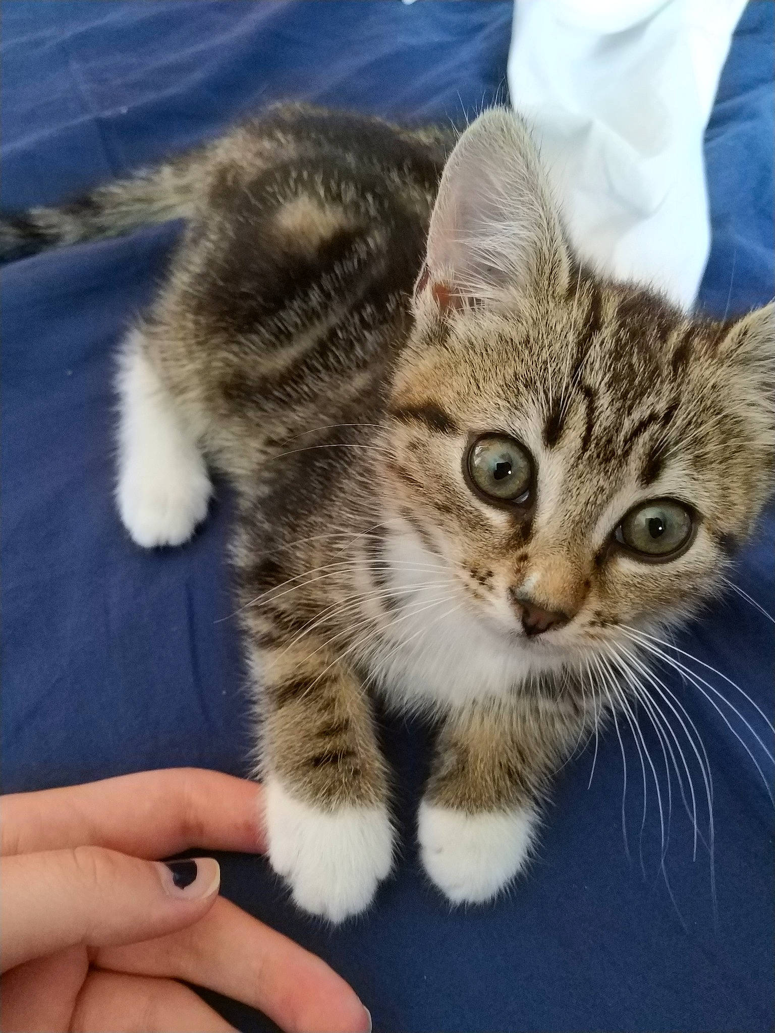 April participe au concours pour gagner de l'argent avec cette photo : aegean_cat, american_shorthair, american_wirehair, asian, carnivore, cat, domestic_short_haired_cat, dragon_li, ear, european_shorthair, eye, felidae, kitten, mammal, paw, pixie_bob, skin, small_to_medium_sized_cats, tabby_cat, whiskers