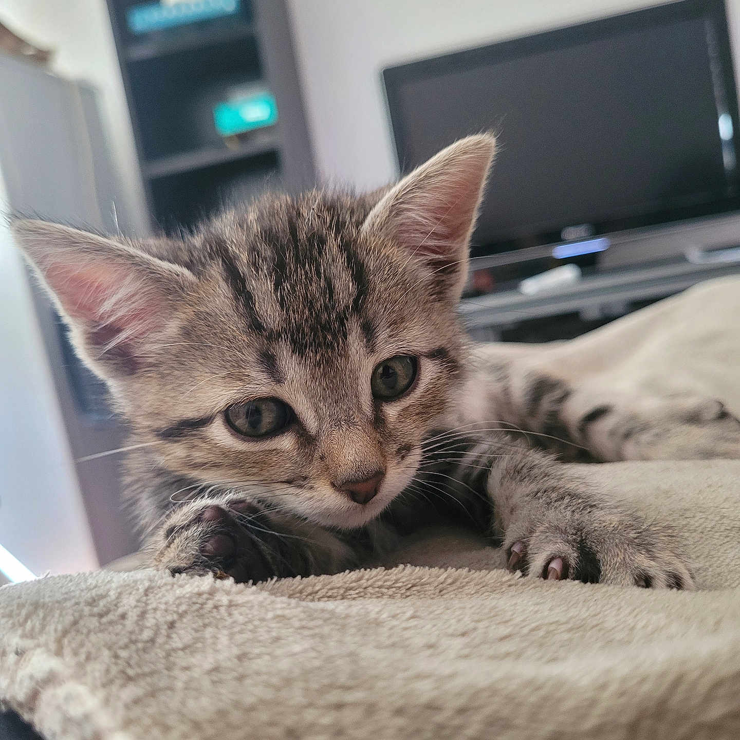 Aïko a rejoint le concours — aidez-le/la à gagner de superbes lots ! animal, blanket, blurred_background, cat, close_up, cozy, curious, cute, ears, feline, home, indoor, kitten, paw, pet, resting, soft, tabby, whiskers, young