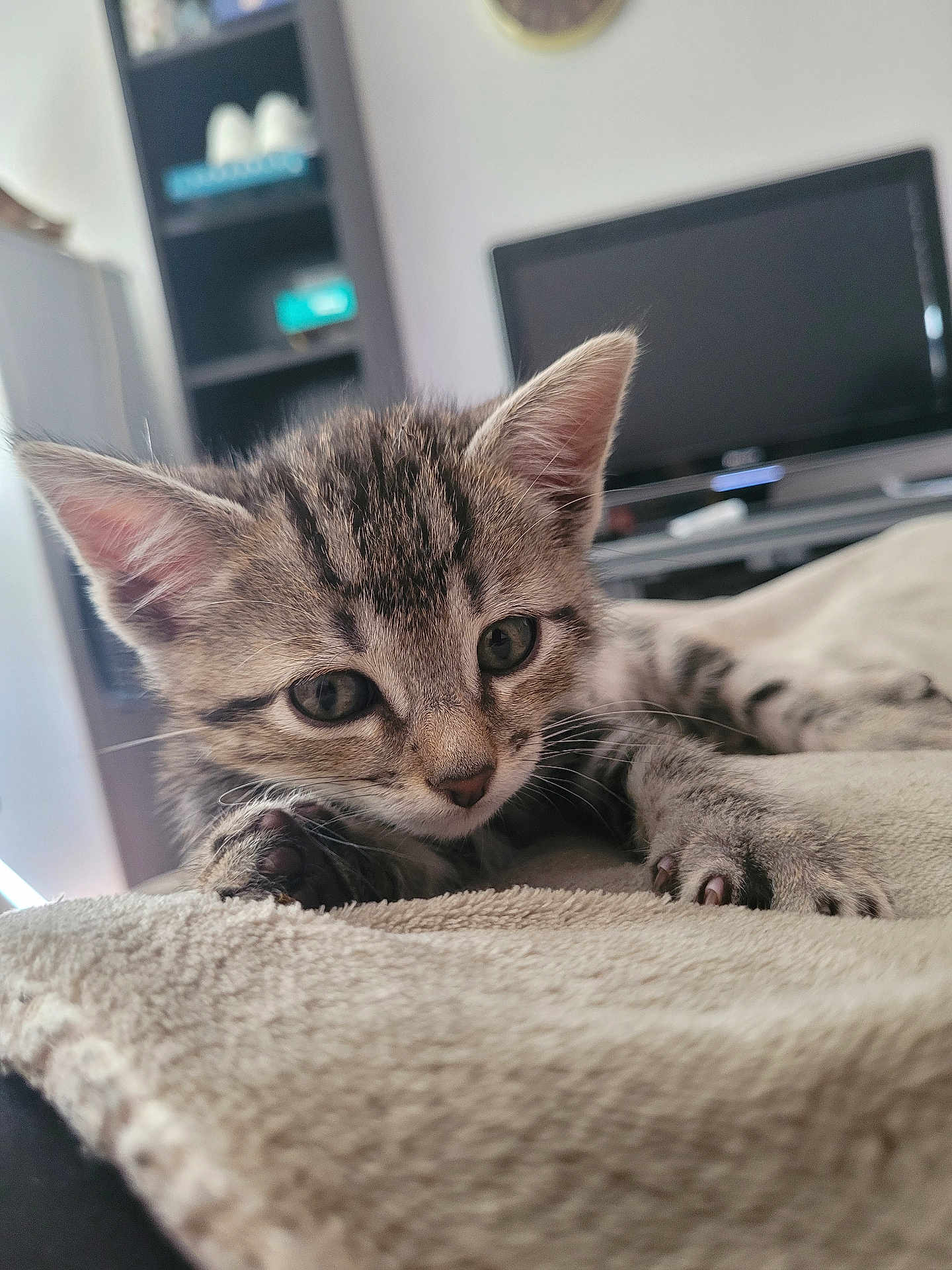 Aïko a rejoint le concours — aidez-le/la à gagner de superbes lots ! kitten, cat, tabby, indoor, blanket, close_up, cute, pet, animal, feline, young, curious, soft, cozy, resting, whiskers, ears, paw, home, blurred_background