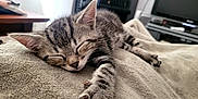 Aïko participe au concours pour gagner de l'argent avec cette photo : kitten, cat, sleeping, tabby, paw, blanket, indoor, furniture, television, relaxation, cozy, closeup, fur, whiskers, ears, home, rest, nap, cute, pet