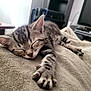 kitten, cat, sleeping, tabby, paw, blanket, indoor, furniture, television, relaxation, cozy, closeup, fur, whiskers, ears, home, rest, nap, cute, pet