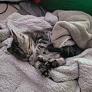 Aïko participe au concours pour gagner de l'argent avec cette photo : kitten, cat, sleeping, blanket, cozy, fur, paw, tabby, pet, animal, soft, cute, resting, indoor, comfort, feline, nap, domestic, young, relaxed