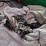 kitten, cat, sleeping, blanket, cozy, fur, paw, tabby, pet, animal, soft, cute, resting, indoor, comfort, feline, nap, domestic, young, relaxed