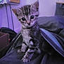 Aïko a rejoint le concours — aidez-le/la à gagner de superbes lots ! kitten, cat, pet, blanket, indoor, purple_light, curious, young, feline, striped, cute, cozy, soft, fur, paw, bed, domestic_animal, animal, small, alert