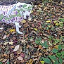 animal, autumn, branch, canine, curious, daylight, dog, dry_leaves, floral_shirt, forest, green_leaves, ground, leaves, nature, outdoor, plant, standing, tree, white_dog, woodland