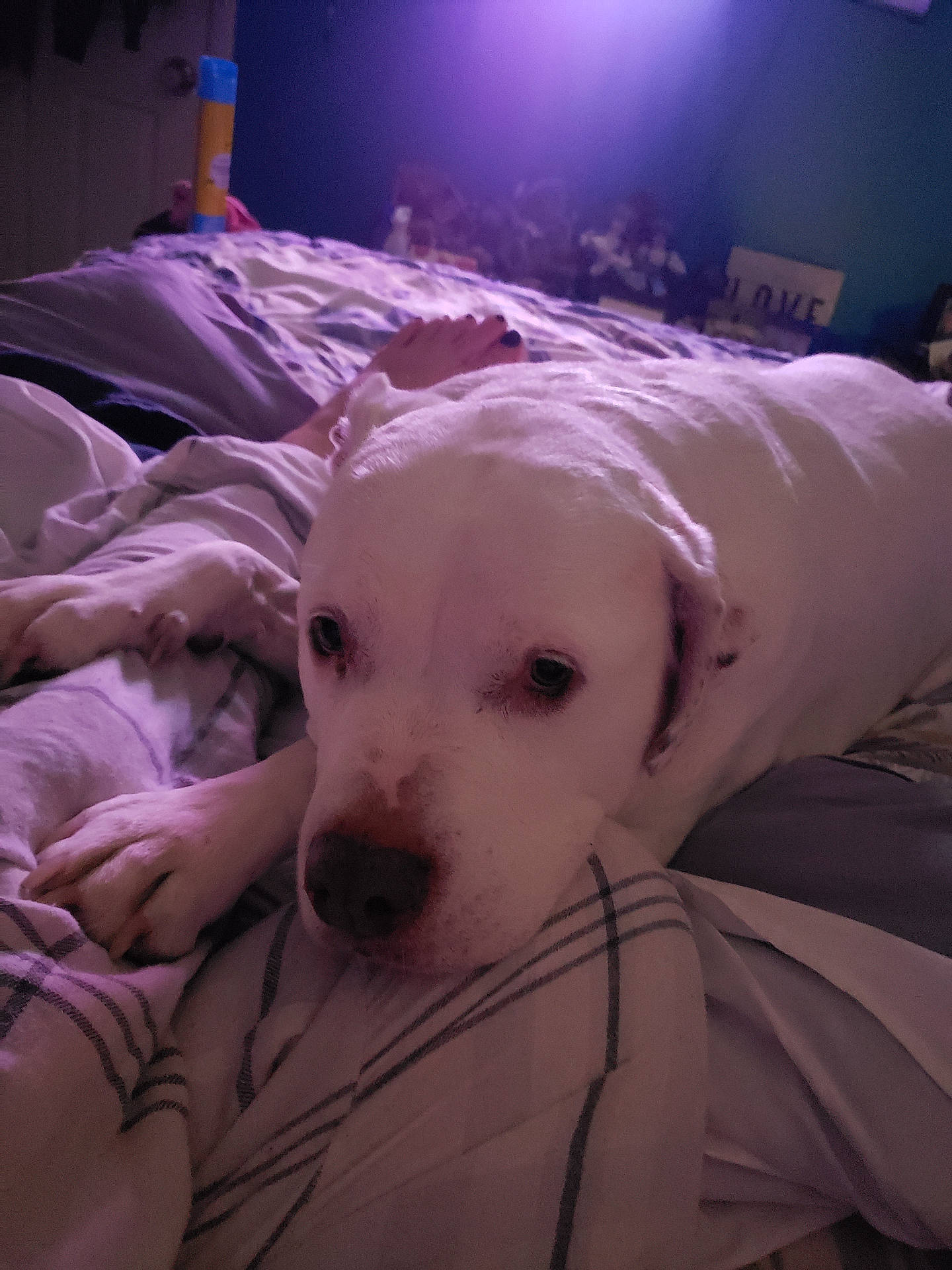 Ellsa Mae Mckinney is registered to the contest to win money with this photo: bed, blanket, comfort, cozy, dog, domestic, ear, fabric, fur, human_foot, indoor, nose, paw, purple_light, relaxed, resting, room, sleepy, soft, white_dog
