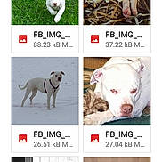 Ellsa Mae Mckinney joined the competition — help win amazing prizes! black_and_white, child, compilation, dog, dog_bed, grass, harness, indoor, outdoor, pajamas, pet, puppy, resting, running, sleeping, small_dog, snow, stuffed_animal, white_dog, window