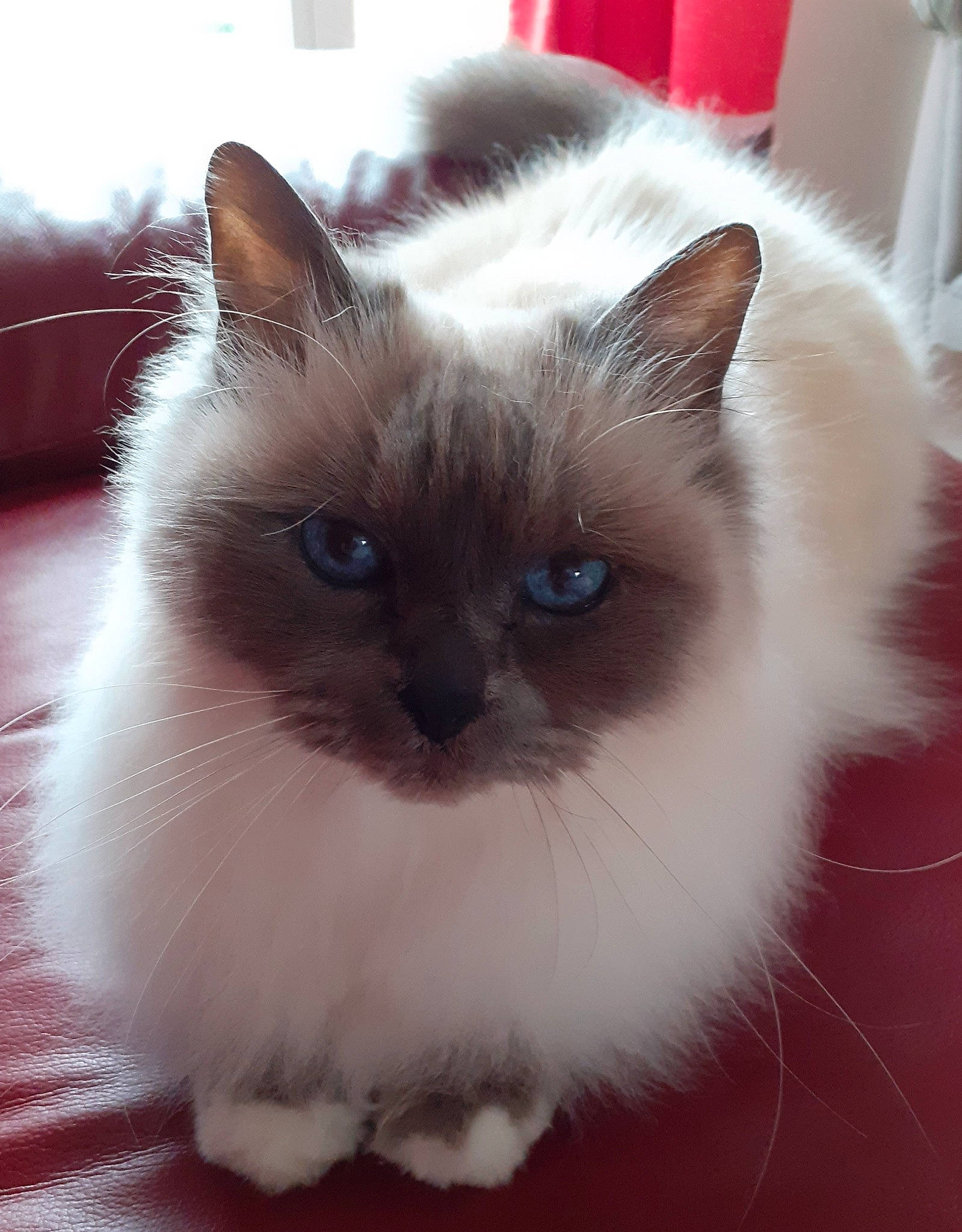 Vanille a rejoint le concours — aidez-le/la à gagner de superbes lots ! balinese, birman, carnivore, cat, claw, fawn, felidae, flooring, fur, iris, ragdoll, small_to_medium_sized_cats, snout, tail, terrestrial_animal, thai, whiskers
