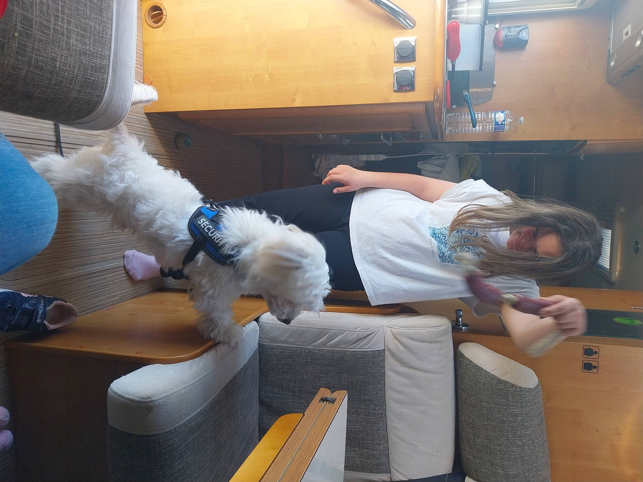 Phoenix participe au concours pour gagner de l'argent avec cette photo : comfort, companion_dog, dog, dog_breed, flooring, fur, human_leg, knee, lap, machine, room, shorts, sitting, tail, thigh, wood