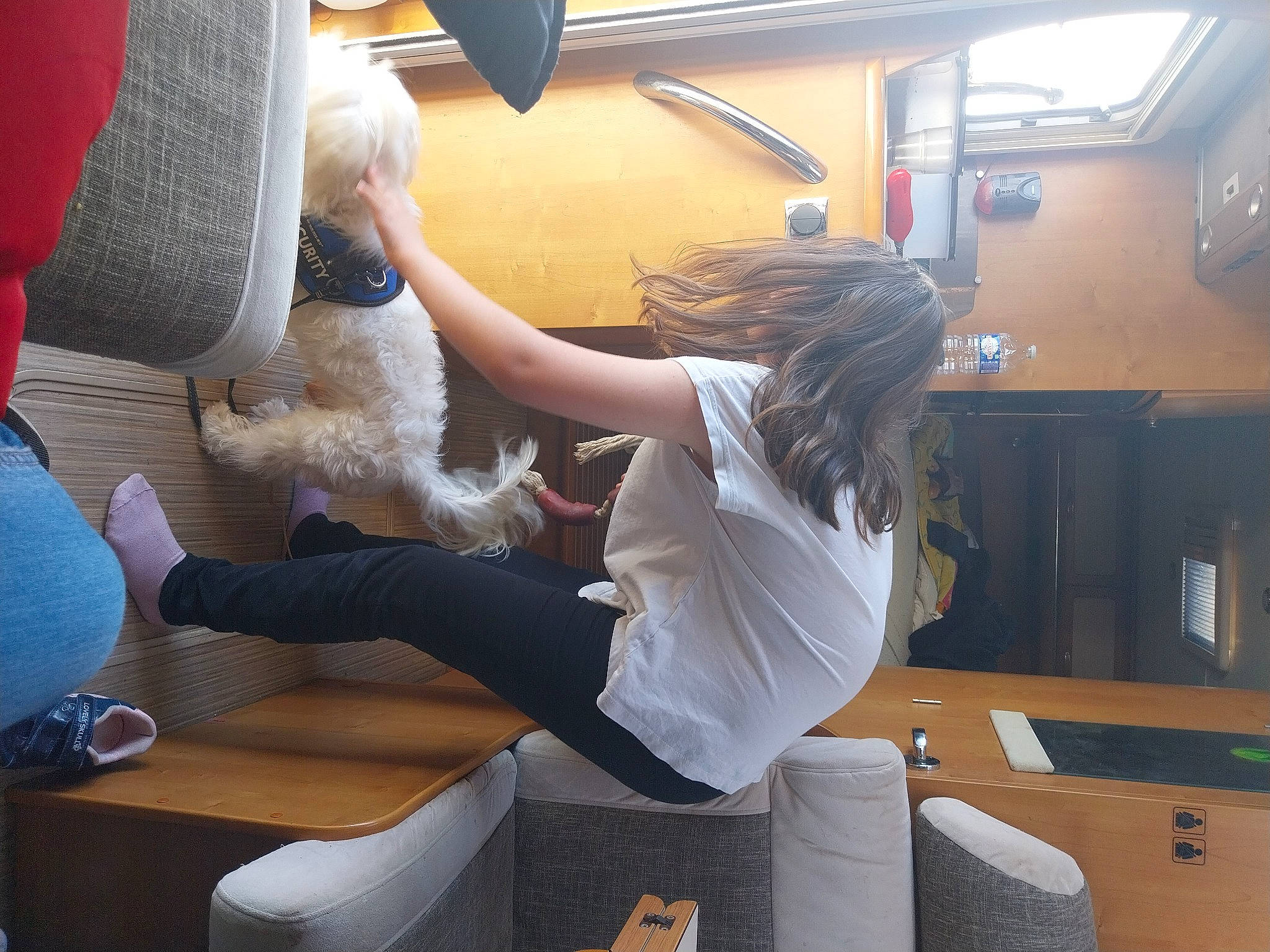 Phoenix a rejoint le concours — aidez-le/la à gagner de superbes lots ! air_travel, canidae, carnivore, comfort, companion_dog, dog, dog_breed, fun, fur, labradoodle, leisure, machine, non_sporting_group, poodle, room, sporting_group, standard_poodle, table, vehicle_door