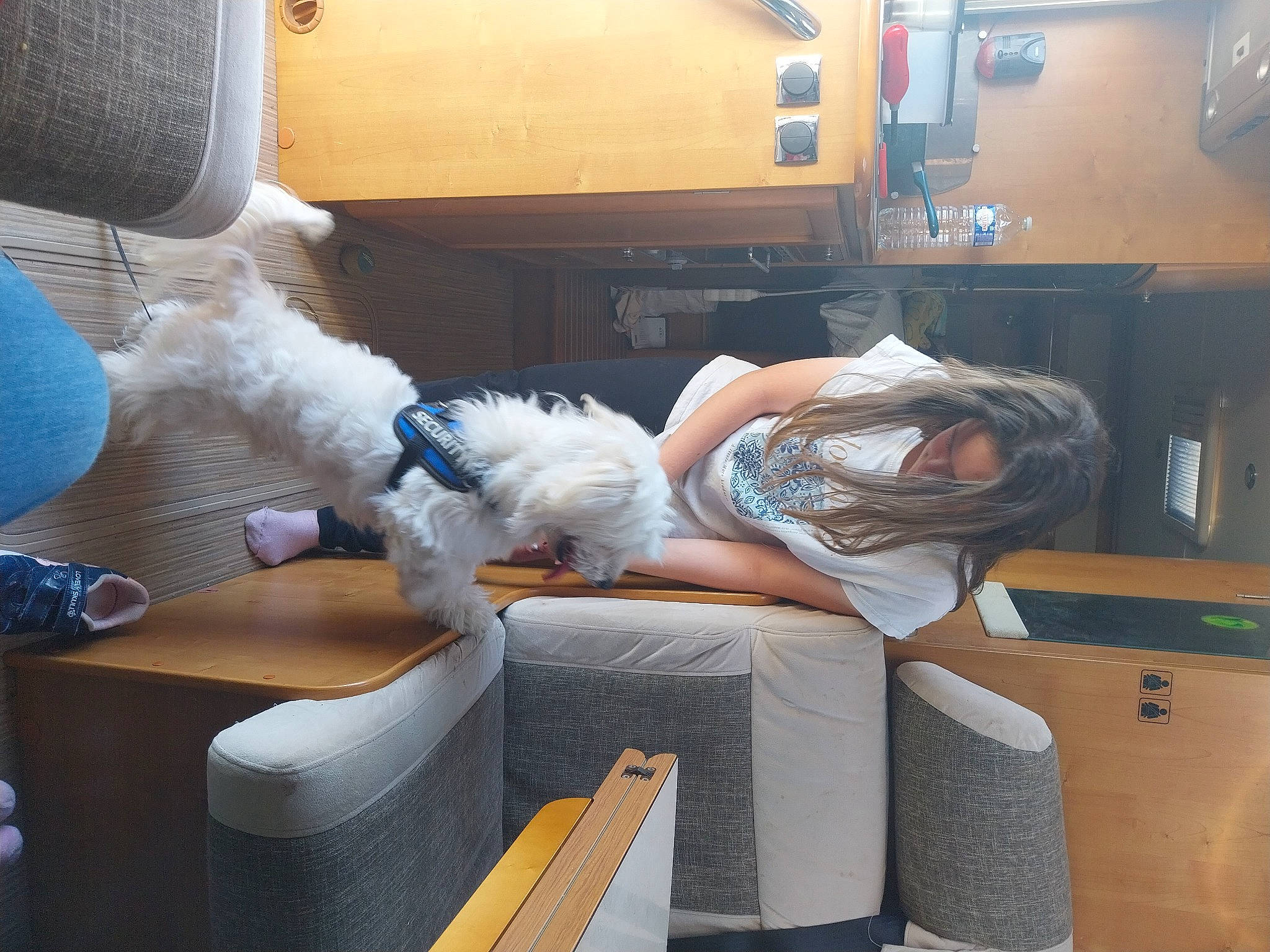 Phoenix participe au concours pour gagner de l'argent avec cette photo : armrest, auto_part, comfort, companion_dog, fun, fur, human_leg, lap, luxury_vehicle, machine, room, thigh, vehicle_door