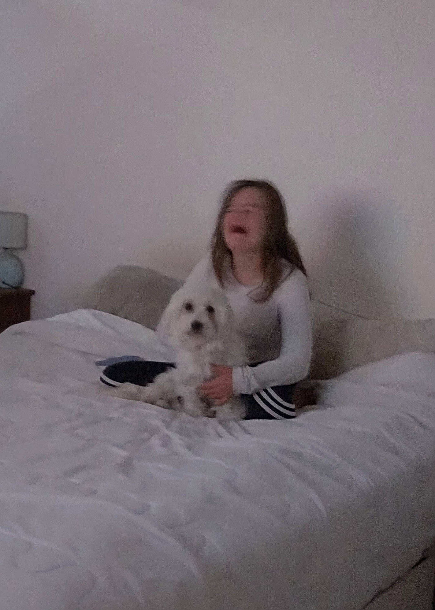 Phoenix a rejoint le concours — aidez-le/la à gagner de superbes lots ! bed, bed_frame, bedding, carnivore, comfort, companion_dog, dog, dog_breed, floor, flooring, grey, hardwood, human_leg, knee, leg, linens, mattress, thigh, toy, wood