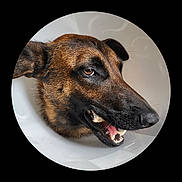 Utaya May participe au concours pour gagner de l'argent avec cette photo : animal, black_fur, brown_fur, canine, close_up, cone_collar, dog, ears, expression, fur_texture, indoor, looking_sideways, mouth, neutral_background, pet, portrait, snout, teeth, tongue, whiskers