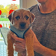 Hogan joined the competition — help win amazing prizes! animal, autumn, casual_clothing, cute, decorations, dog, fall, hand, harness, indoor, jack_o_lantern, man, person, pet, portrait, puppy, rain, shirt, sticker, window