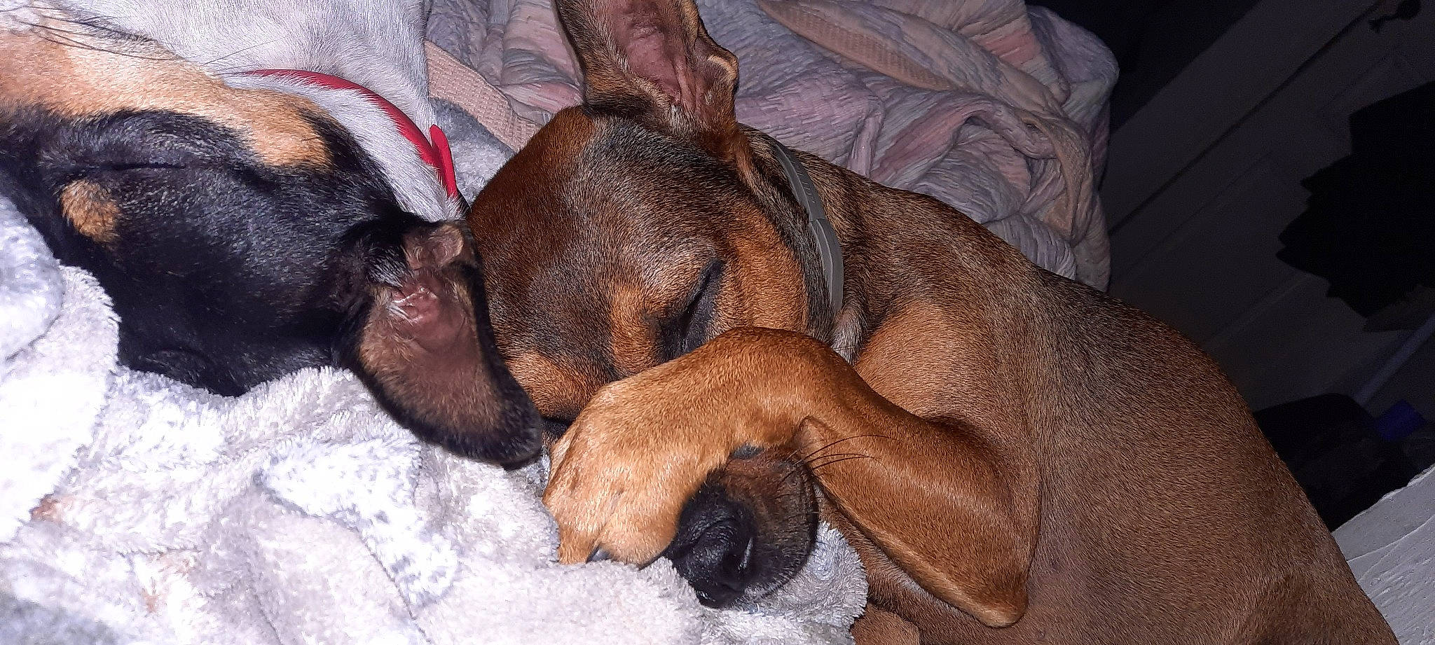 Kaly participe au concours pour gagner de l'argent avec cette photo : brown, canidae, carnivore, comfort, companion_dog, dog, dog_breed, ear, fawn, fur, liver, nap, non_sporting_group, paw, snout, sporting_group, terrestrial_animal, whiskers, working_animal