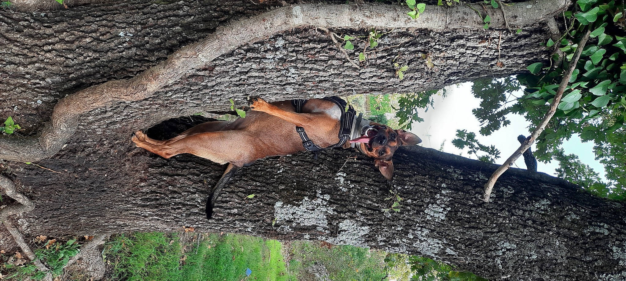 Kaly participe au concours pour gagner de l'argent avec cette photo : adventure, dress, fawn, forest, grass, human_body, jungle, landscape, leisure, people_in_nature, plant, recreation, soil, terrestrial_animal, tree, trunk, twig, wood, woodland, woody_plant