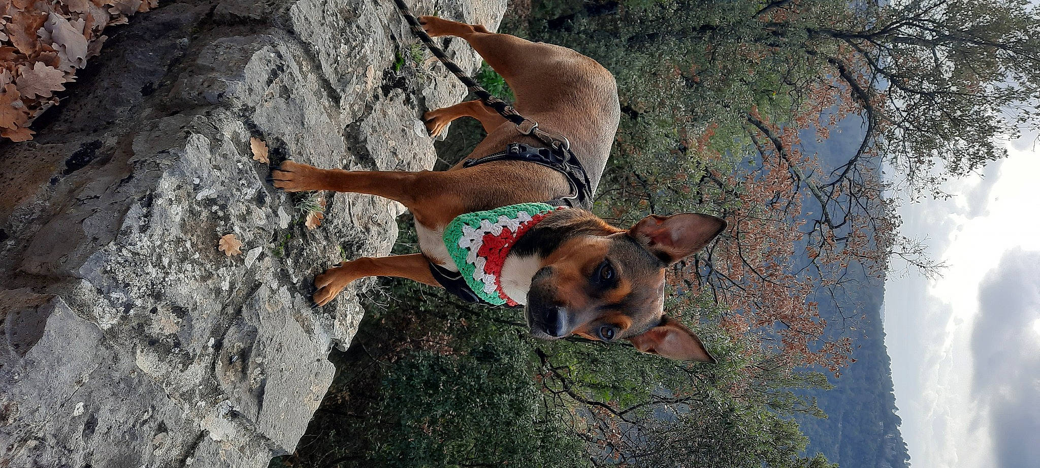 Kaly participe au concours pour gagner de l'argent avec cette photo : adventure, bedrock, carnivore, companion_dog, dog, dog_breed, dog_supply, fawn, foot, hound, human_leg, leisure, plant, recreation, rock, sporting_group, thigh, tree, working_animal, working_dog