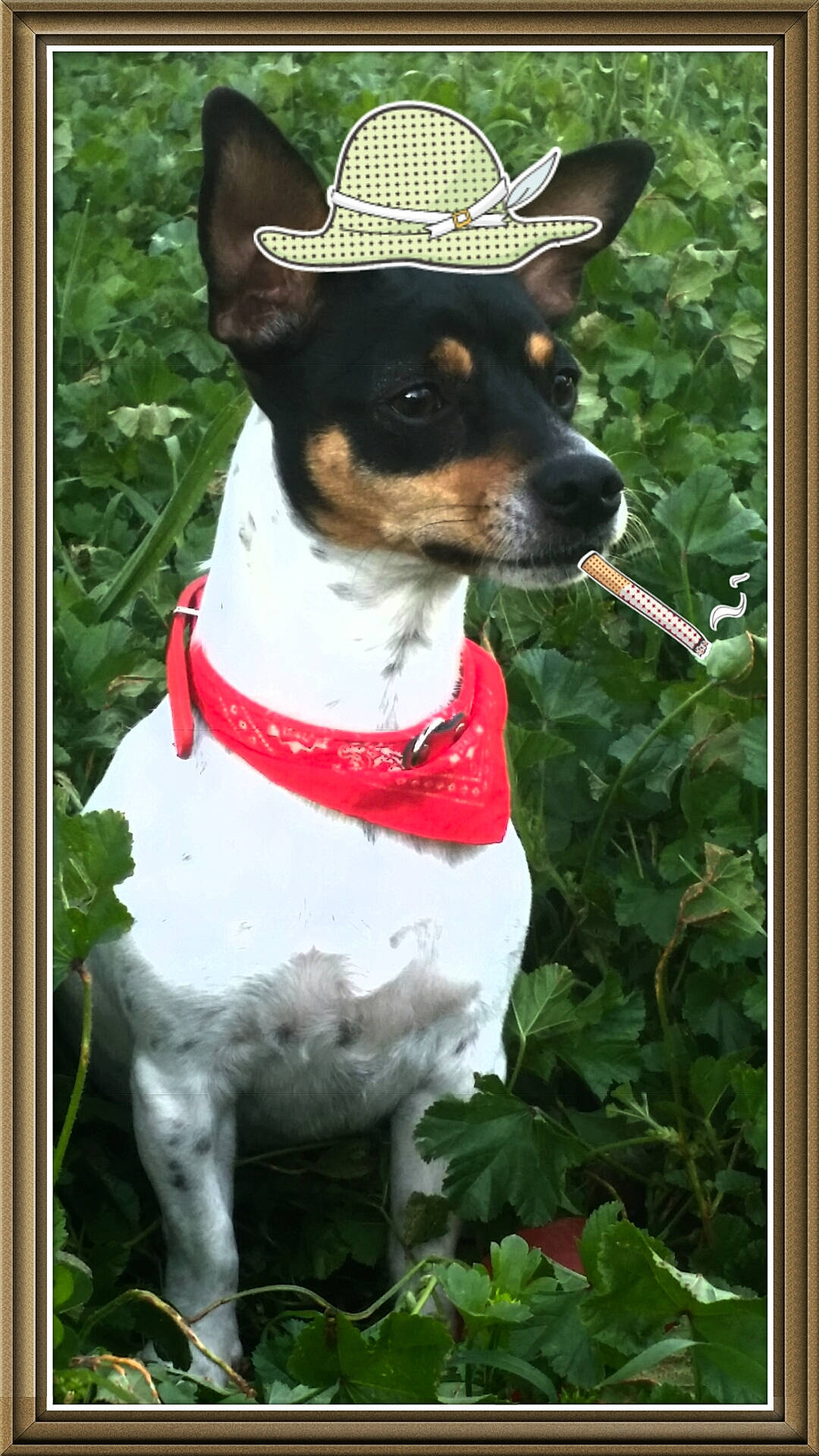 Fidji a rejoint le concours — aidez-le/la à gagner de superbes lots ! brazilian_terrier, canidae, carnivore, chilean_fox_terrier, companion_dog, dog, dog_breed, english_toy_terrier, feist, mammal, miniature_fox_terrier, rare_breed_dog, rat_terrier, ratonero_bodeguero_andaluz, smooth_fox_terrier, teddy_roosevelt_terrier, tenterfield_terrier, toy_fox_terrier, treeing_feist, vertebrate