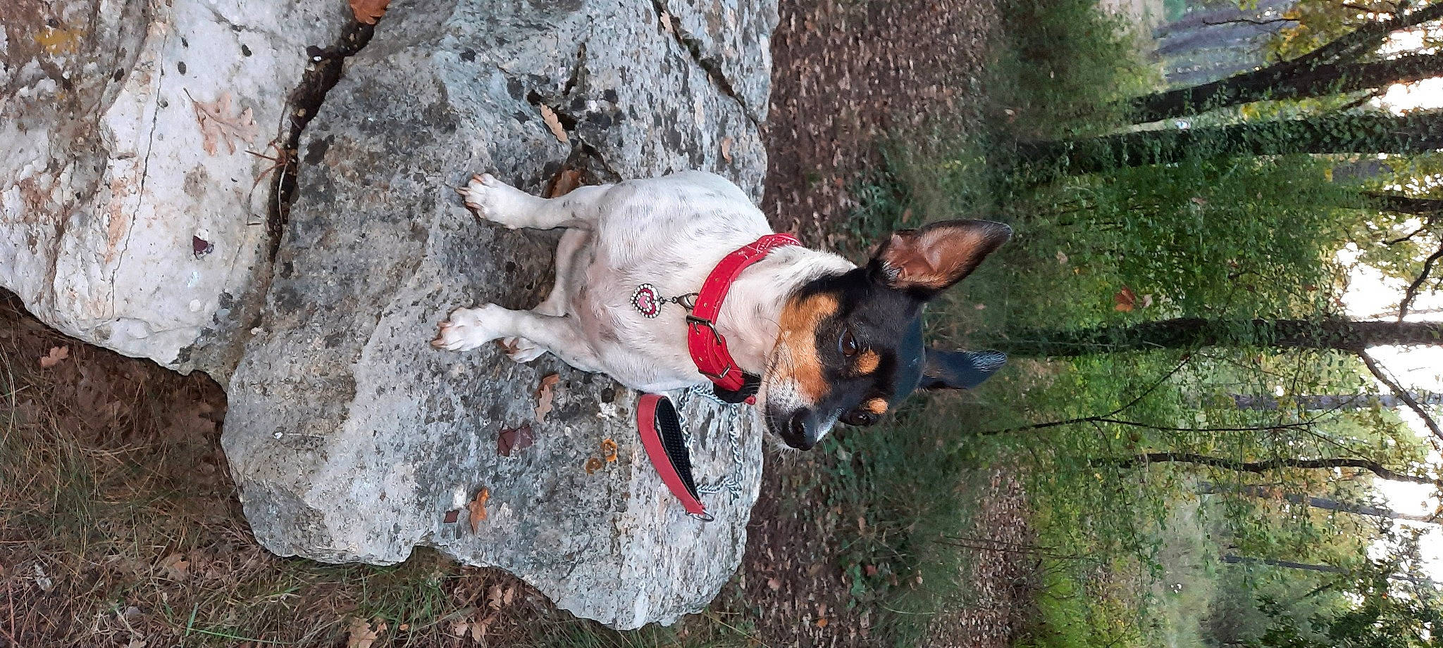 Fidji a rejoint le concours — aidez-le/la à gagner de superbes lots ! adventure, bedrock, canidae, carnivore, collar, companion_dog, dog, dog_breed, dog_collar, dog_supply, fawn, grass, non_sporting_group, plant, snout, tail, terrier, tree, working_animal, working_dog