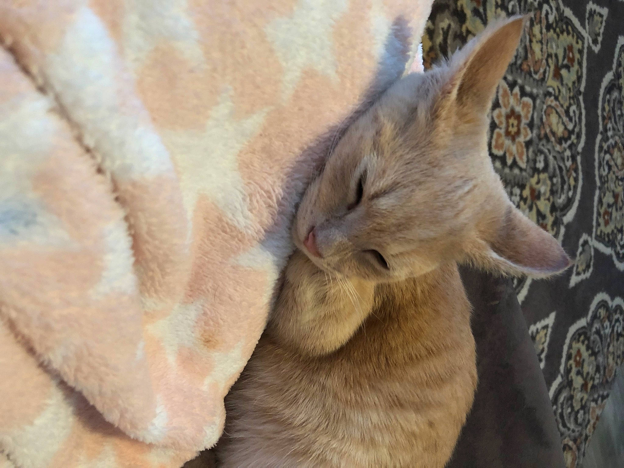 Marsh joined the competition — help win amazing prizes! canidae, carnivore, cat, claw, comfort, fawn, felidae, fennec_fox, fox, fur, nap, paw, sleep, small_to_medium_sized_cats, snout, tail, terrestrial_animal, whiskers, wildlife, wood