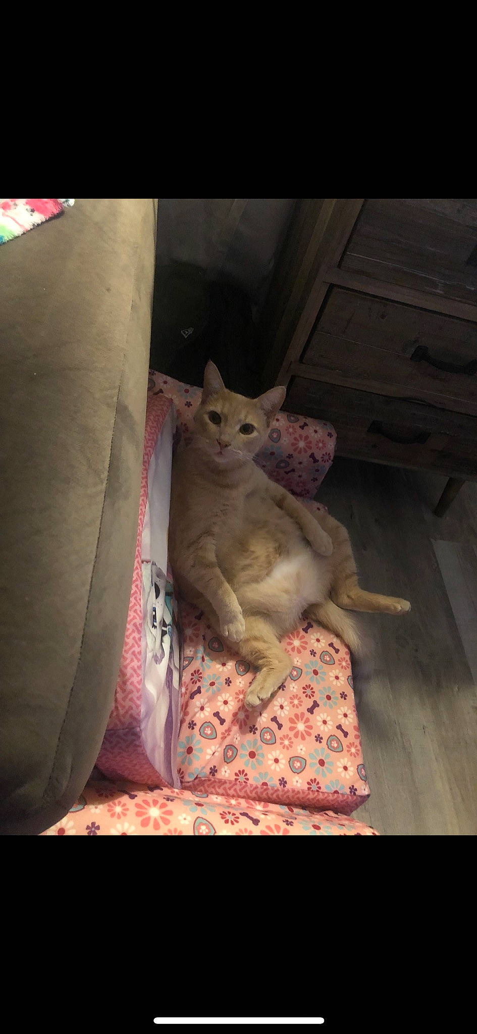 Marsh is registered to the contest to win money with this photo: bed, carnivore, cat, chair, comfort, domestic_short_haired_cat, fawn, felidae, fur, grey, human_leg, linens, mammal, paw, pink, small_to_medium_sized_cats, tail, tints_and_shades, whiskers, wood