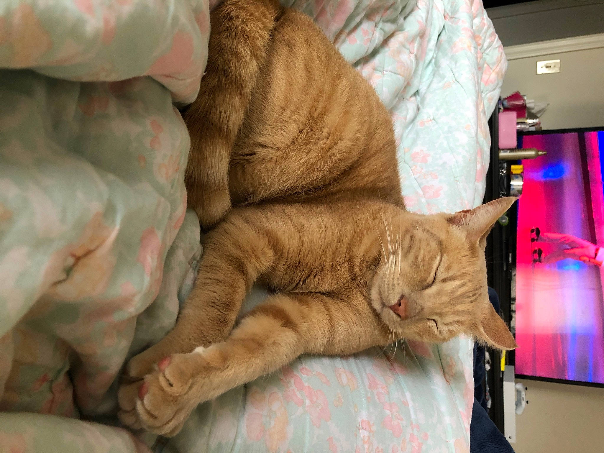 Marsh is registered to the contest to win money with this photo: bedding, carnivore, cat, comfort, domestic_short_haired_cat, fawn, felidae, fur, linens, mammal, nap, room, small_to_medium_sized_cats, tail, terrestrial_animal, textile, whiskers, window, wood, wrinkle