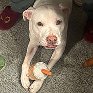 Oscar is registered to the contest to win money with this photo: dog, white_dog, carpet, drink, beverage, straw, paws, pet, indoor, floor, slippers, person, legs, cozy, relaxed, home, casual, cute, animal, companion