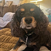 Reese is registered to the contest to win money with this photo: dog, pet, curly_ears, close_up, indoor, blanket, couch, lamp, living_room, fur, animal, brown, black, portrait, cute, cozy, relaxed, companion, household, domestic