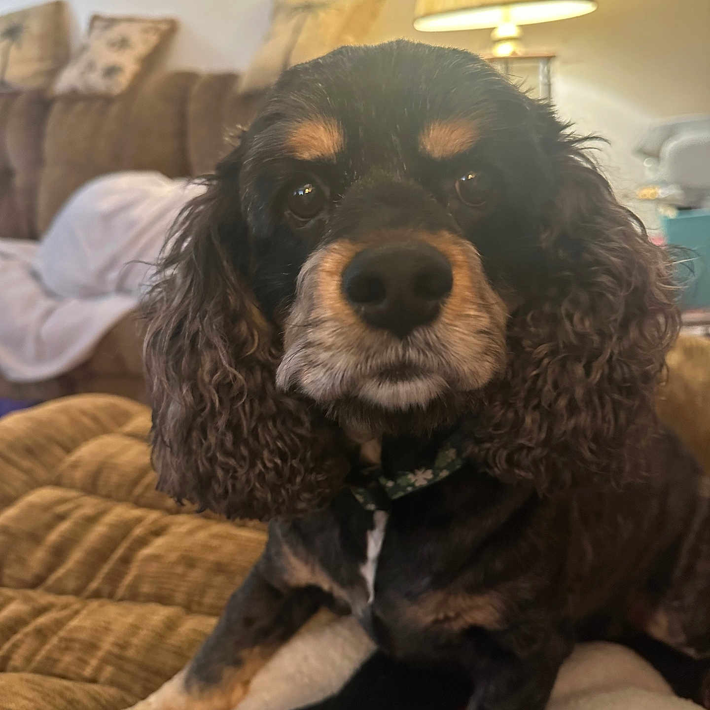 Reese is registered to the contest to win money with this photo: dog, pet, curly_ears, close_up, indoor, blanket, couch, lamp, living_room, fur, animal, brown, black, portrait, cute, cozy, relaxed, companion, household, domestic