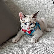 Biscuit joined the competition — help win amazing prizes! cat, white_cat, blue_eyes, glasses, bow_tie, pet, indoor, couch, furniture, cute, animal, portrait, kitten, relaxed, whiskers, face, paws, domestic_cat, close_up, young_cat