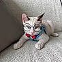 cat, white_cat, blue_eyes, glasses, bow_tie, pet, indoor, couch, furniture, cute, animal, portrait, kitten, relaxed, whiskers, face, paws, domestic_cat, close_up, young_cat