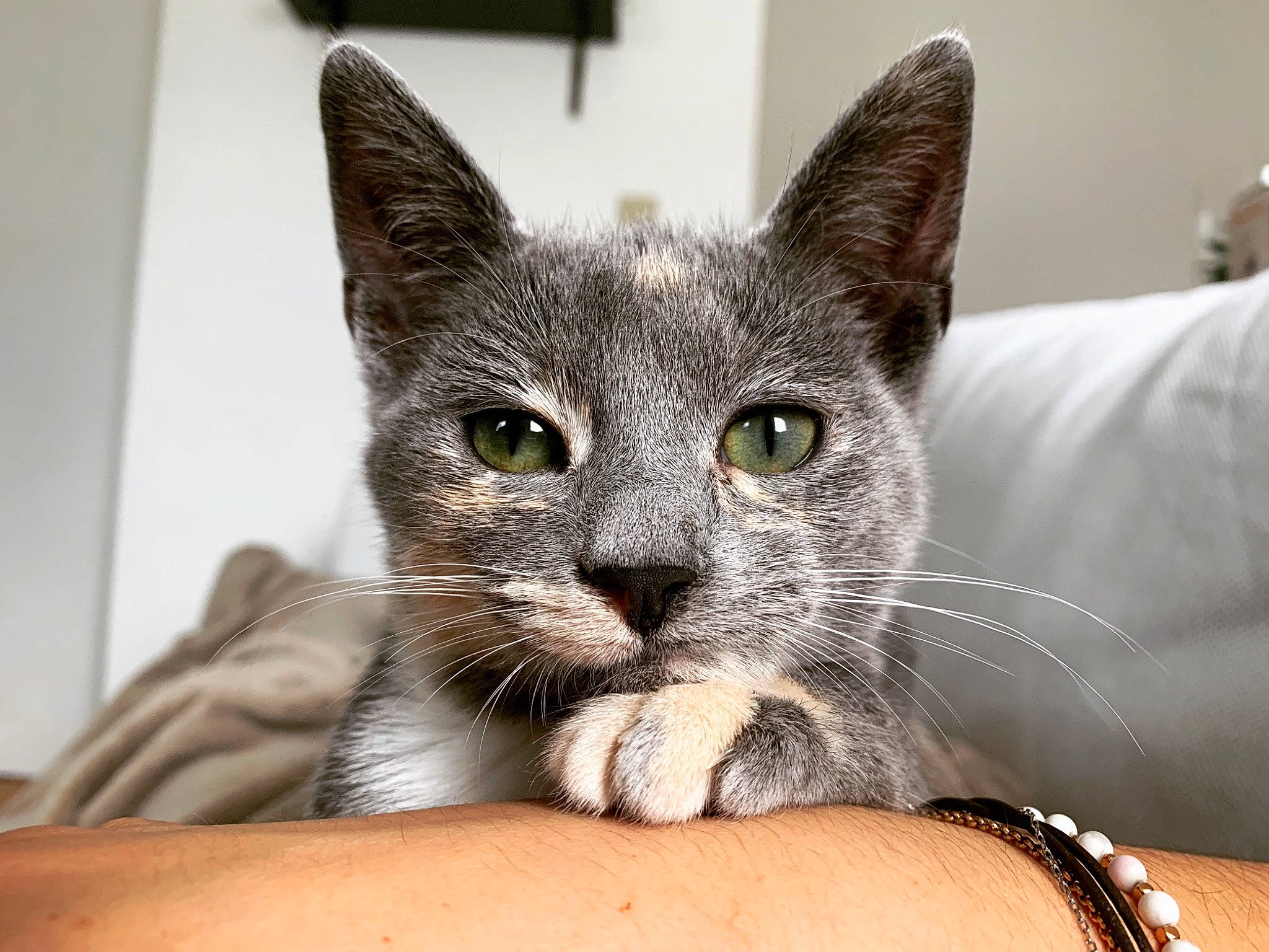 Pucca participe au concours pour gagner de l'argent avec cette photo : american_shorthair, asian, australian_mist, carnivore, cat, chartreux, domestic_short_haired_cat, european_shorthair, felidae, kitten, korat, mammal, nebelung, russian_blue, small_to_medium_sized_cats, snout, tabby_cat, vertebrate, whiskers