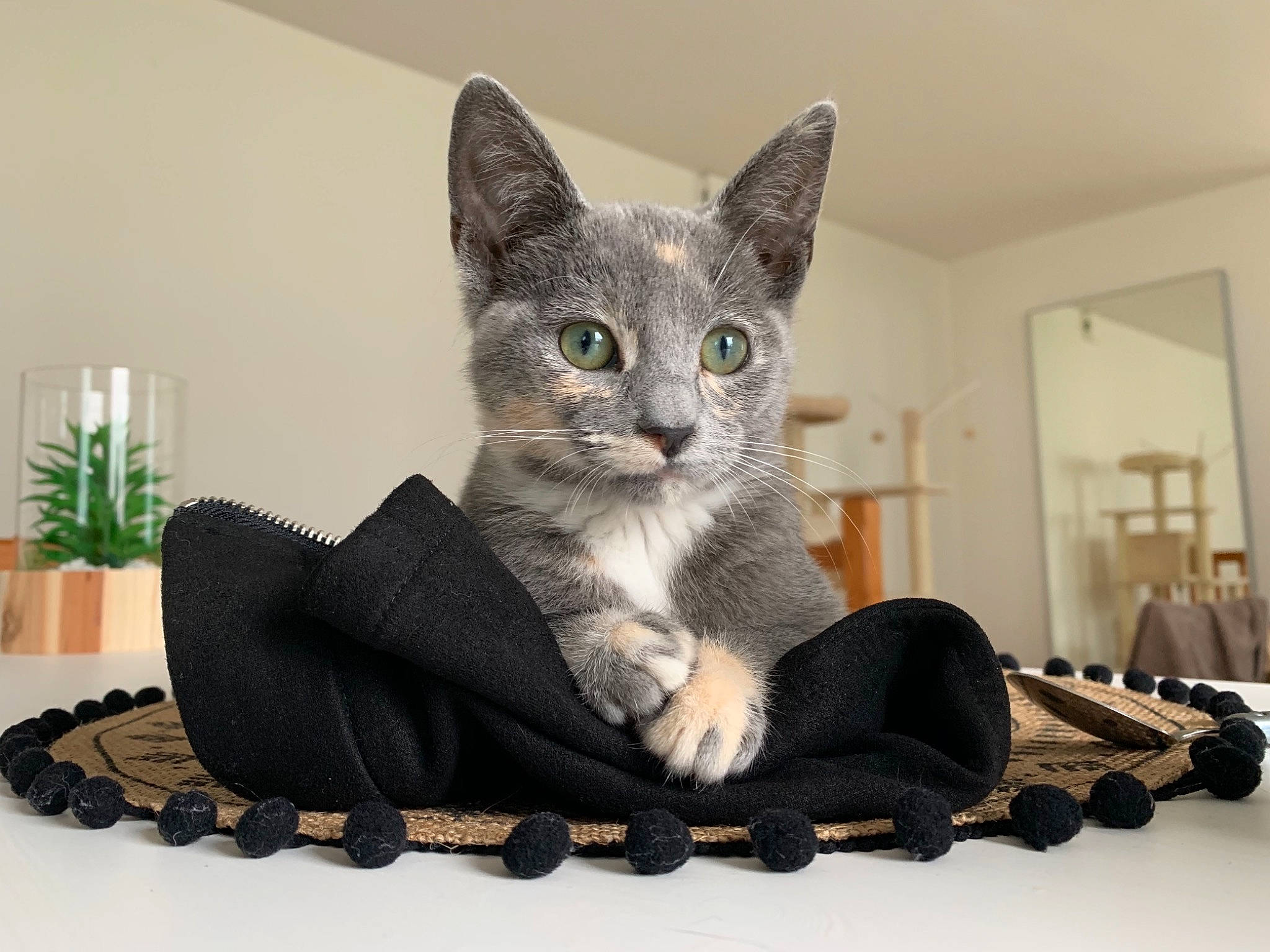 Pucca a rejoint le concours — aidez-le/la à gagner de superbes lots ! aegean_cat, american_wirehair, asian, carnivore, cat, claw, domestic_short_haired_cat, european_shorthair, felidae, fur, kitten, mammal, oriental_shorthair, paw, polydactyl_cat, russian_blue, sitting, small_to_medium_sized_cats, tabby_cat, whiskers