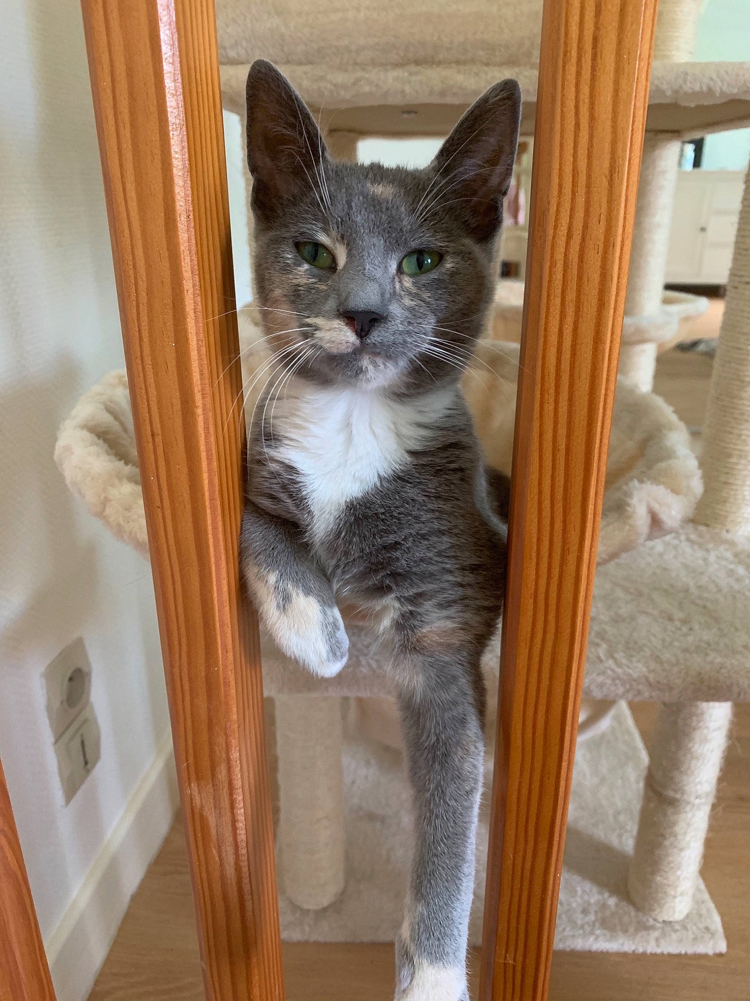 Pucca a rejoint le concours — aidez-le/la à gagner de superbes lots ! carnivore, cat, domestic_short_haired_cat, european_shorthair, felidae, kitten, mammal, oriental_shorthair, small_to_medium_sized_cats, tabby_cat, whiskers, wood