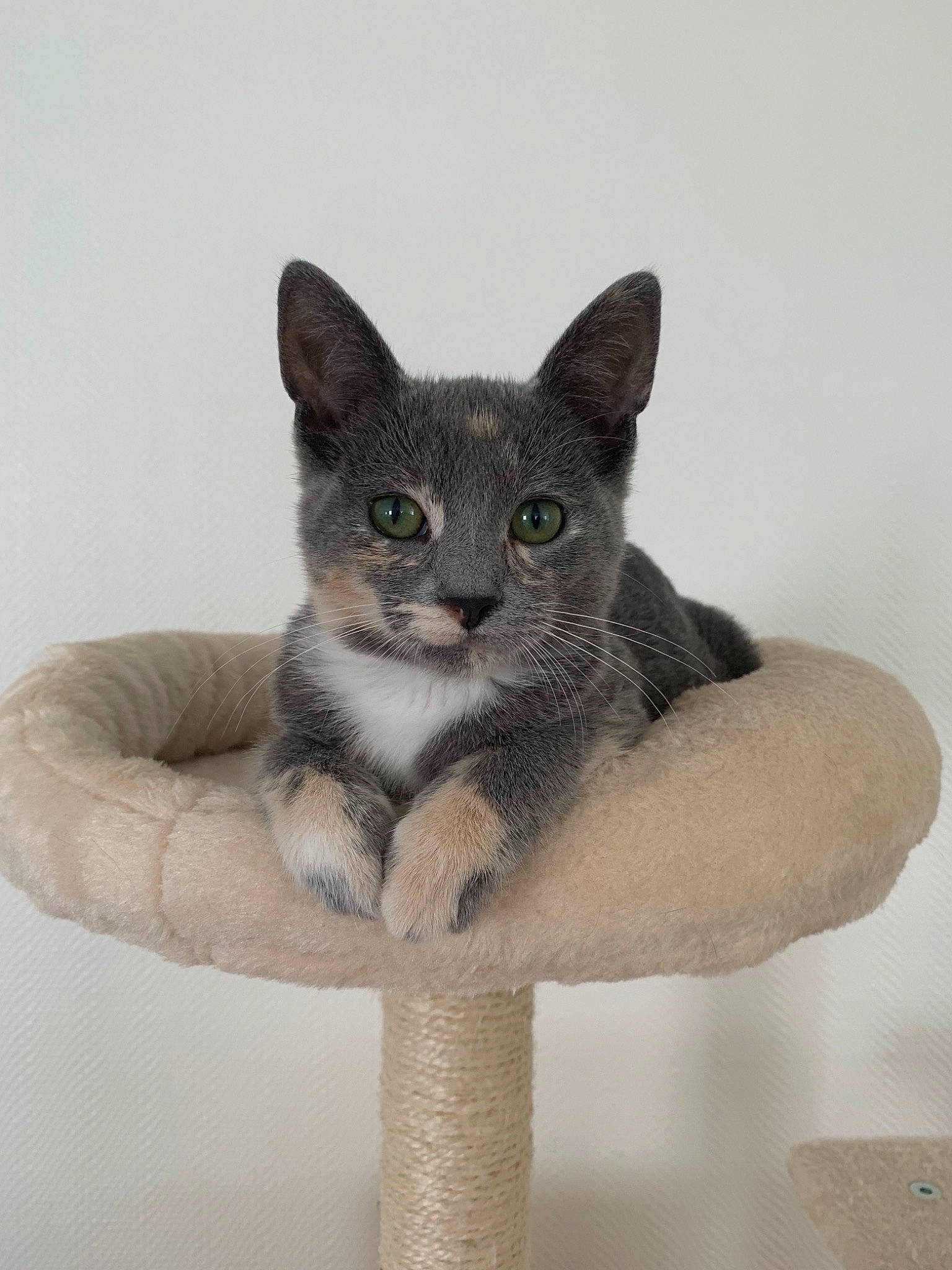 Pucca participe au concours pour gagner de l'argent avec cette photo : asian, carnivore, cat, domestic_short_haired_cat, felidae, kitten, mammal, russian_blue, small_to_medium_sized_cats, vertebrate, whiskers