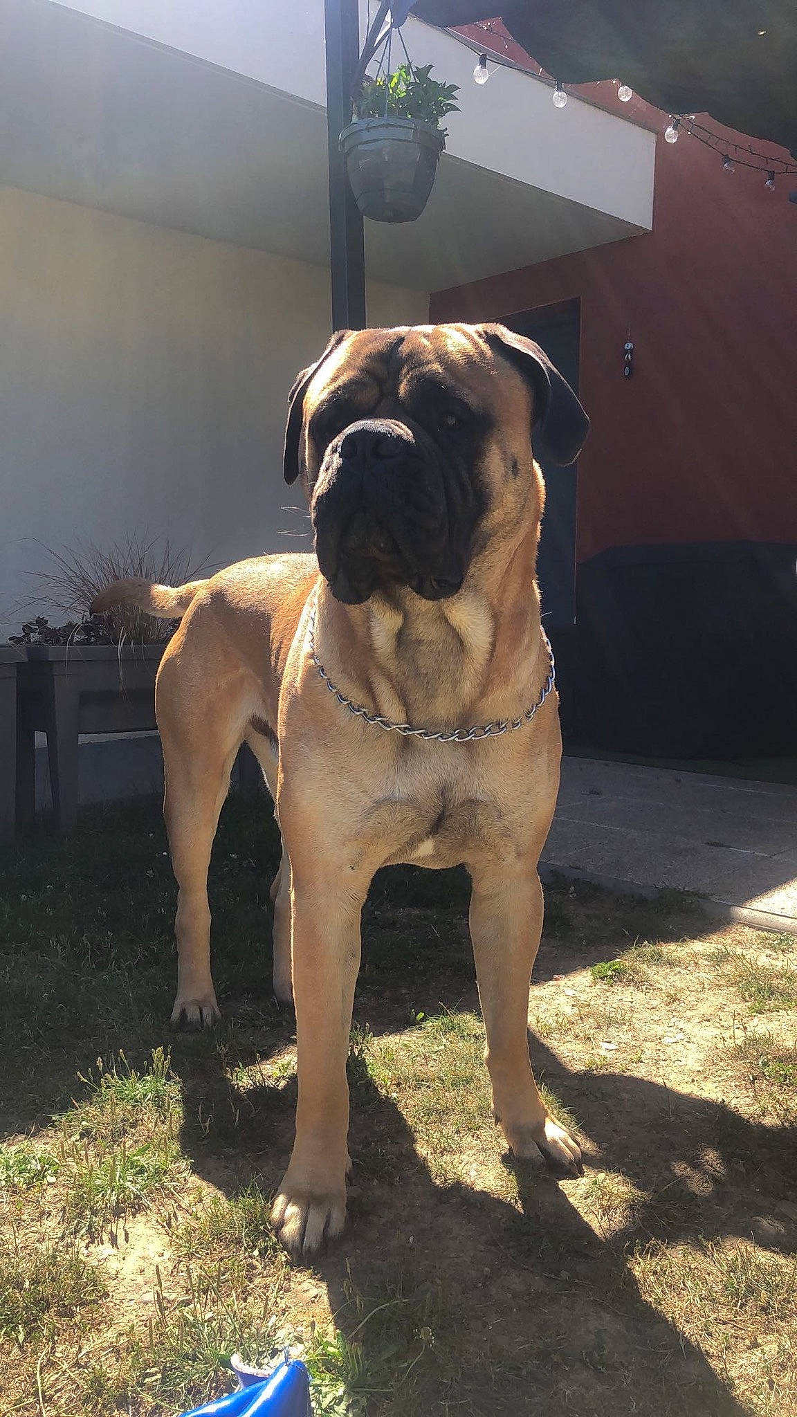 Oracle a rejoint le concours — aidez-le/la à gagner de superbes lots ! ancient_dog_breeds, boxer, canidae, carnivore, companion_dog, dog, dog_breed, dog_collar, fawn, guard_dog, molosser, non_sporting_group, old_english_bulldog, snout, sporting_group, toy_dog, whiskers, working_animal, working_dog, wrinkle