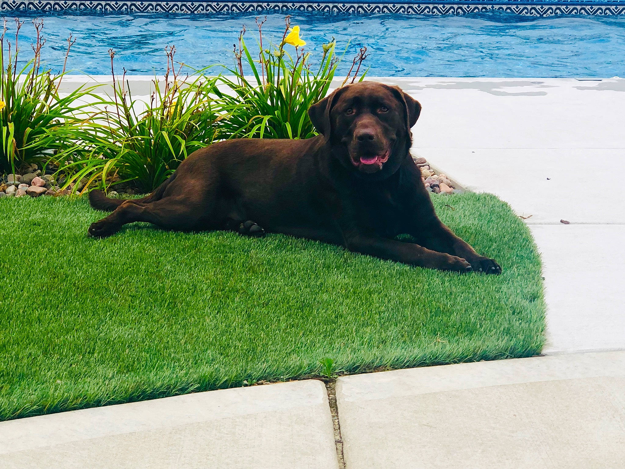Cody joined the competition — help win amazing prizes! canidae, carnivore, companion_dog, dog, dog_breed, fawn, flat_coated_retriever, grass, home, labrador_retriever, liver, retriever, sporting_group