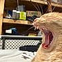 cat, orange_cat, yawning, teeth, tongue, close_up, indoor, shelf, clutter, wooden_shelf, household_items, pet, feline, whiskers, fur, mouth_open, tongue_out, animal, domestic_cat, relaxed