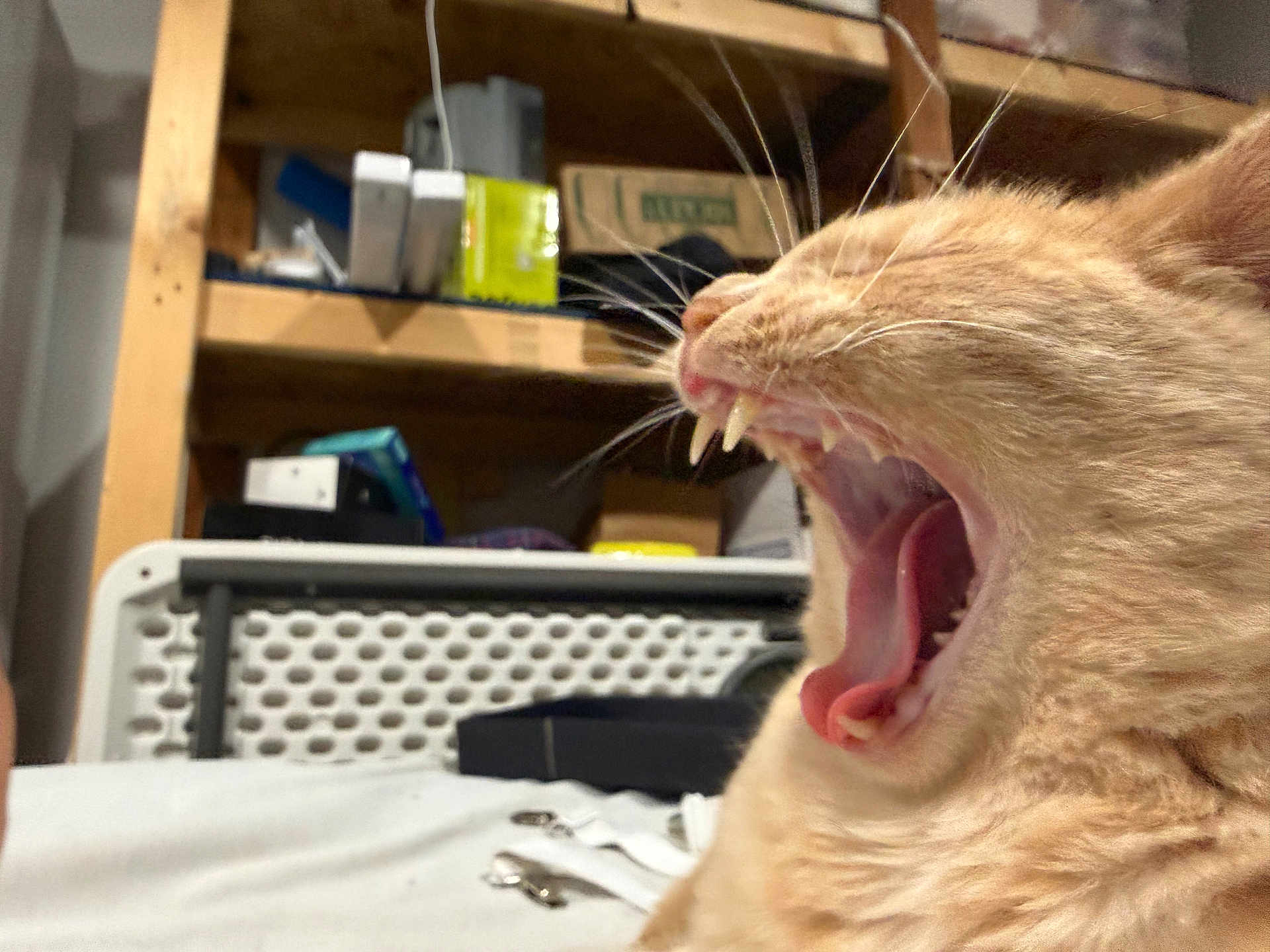 Daisy joined the competition — help win amazing prizes! cat, orange_cat, yawning, teeth, tongue, close_up, indoor, shelf, clutter, wooden_shelf, household_items, pet, feline, whiskers, fur, mouth_open, tongue_out, animal, domestic_cat, relaxed